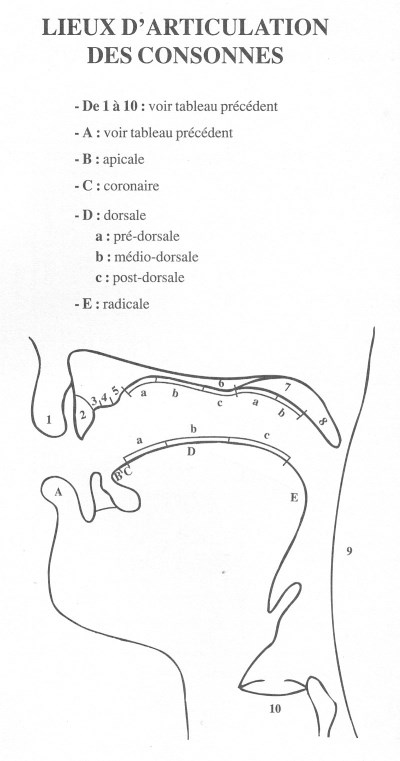 Lieux d'articulation des consonnes