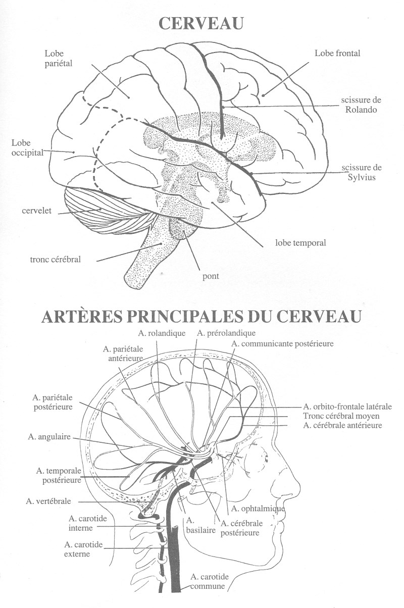 Le cerveau