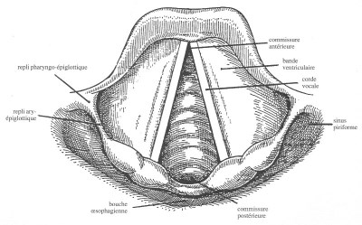 Cordes vocales