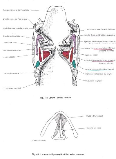 Larynx - coupe frontale