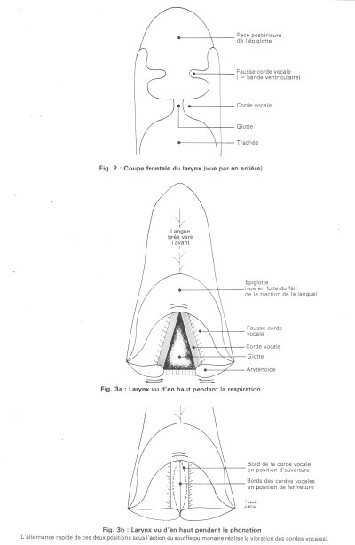 Larynx pendant la phonation