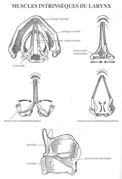 Muscles du larynx