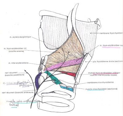 Muscles du larynx et nerf récurrent