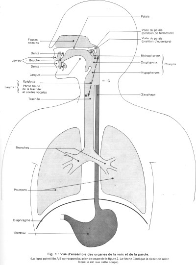 Organes de la voix et de la parole