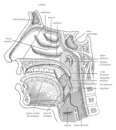 Pharynx