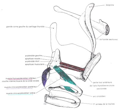 Vue latérale des muscles